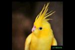 黄色鹦鹉是什么品种（盘点纯黄鹦鹉品种）